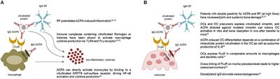 The Clinical Value of Autoantibodies in Rheumatoid Arthritis